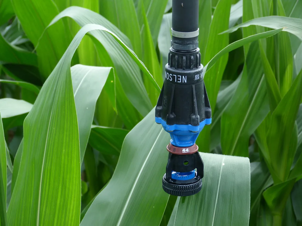 Nelson sprinkler and pressure regulator assembly suspended among corn leaves